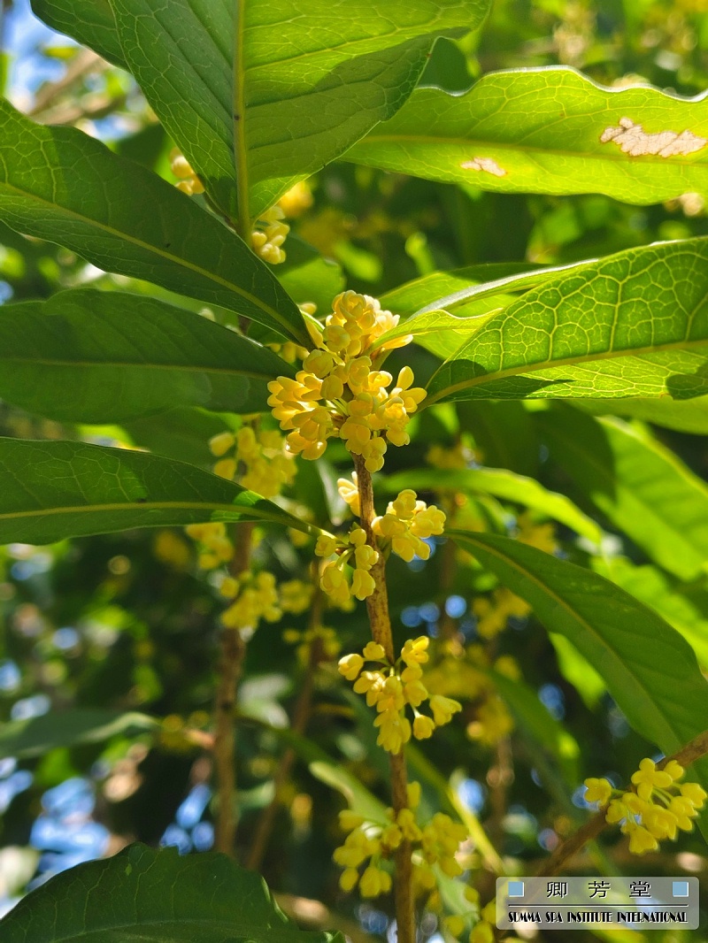 卿芳堂桂花芳香游學——桂花初綻放 蘊含無窮力量