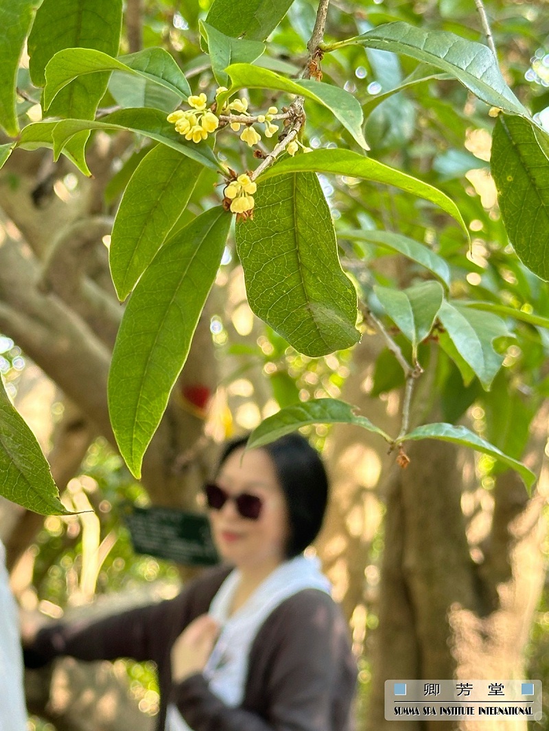 卿芳堂桂花芳香游學——桂花樹下冥想