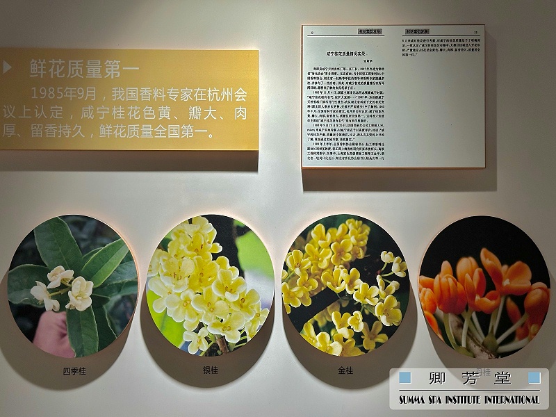 卿芳堂桂花芳香游學——桂花博覽館桂花品種分類